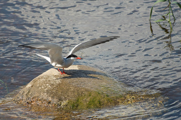 Caspian tern taking off from a stone in water
