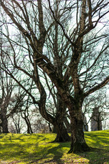 Trunks and branches of trees without leaves on a green meadow.