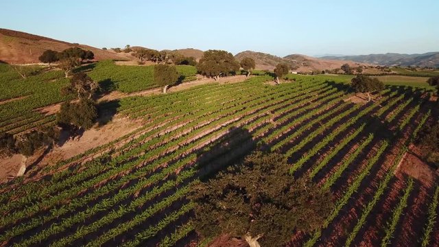 Vineyard with oak trees aerial in California 1