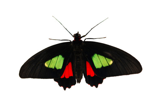 Male of the true cattleheart, or Arcas cattleheart butterfly, Parides arcas or Parides eurimedes, is isolated on white background. The butterfly has bright green and red spots on black wings