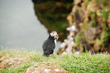 Penhascos de Látrabjarg, o santuário dos papagaios do mar, na Islândia