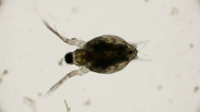 water flea daphnia under a microscope