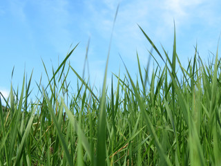 Green grass and blue sky, selective focus. Green nature background