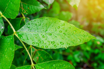 Green leaves after a rain with drops of water