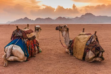 Schilderijen op glas Twee kamelen zijn in de Sinaï-woestijn, Sharm el Sheikh, Sinaï-schiereiland, Egypte. Oranje prachtige zonsondergang boven de bergen © oleg_p_100