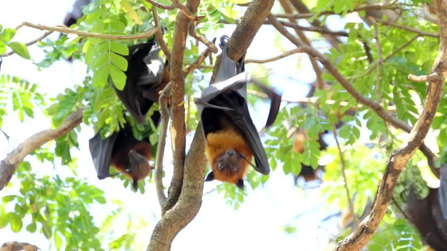 Lyle's flying fox (Pteropus lylei) on a tree in tropical rain forest