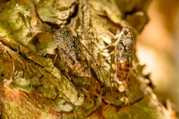 Cicadidaes on the Bark of Tree