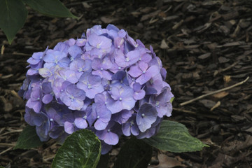 Purple Flower Clusters