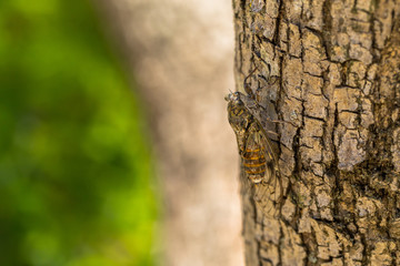 Cicadidae on the Bark of Tree