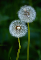 White dandelions with seeds