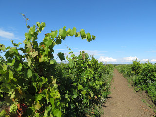 Green vineyard and blue sky in summer. Ripening bunches of white grapes, winemaking concept