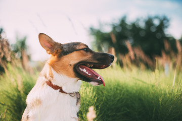 Close Up Portrait Of Funny Mixed Breed Dog Playing In Green Grass