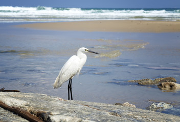 A small white Little Egret standing in the water. City beach, Netanya, Israel