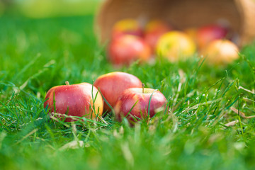Fresh and colorful apples in basket, selective focus