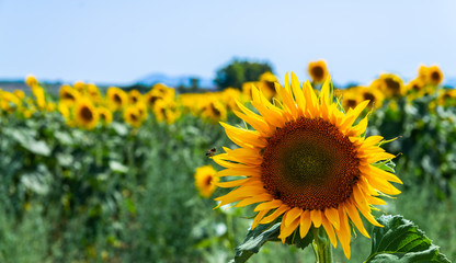 Fototapeta premium The flowers of a sunflower on a field full of flowers, beautiful yellow plants