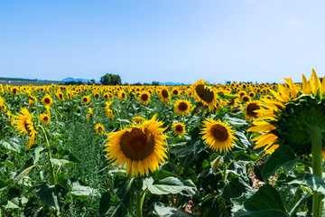 Obraz premium The flowers of a sunflower on a field full of flowers, beautiful yellow plants