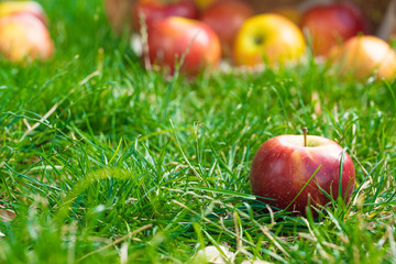 Fresh and colorful apples in basket, selective focus
