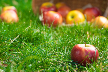Fresh and colorful apples in basket, selective focus