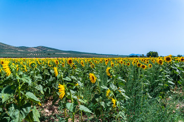 Fototapeta na wymiar The flowers of a sunflower on a field full of flowers, beautiful yellow plants