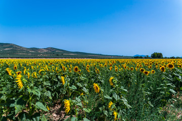 Fototapeta na wymiar The flowers of a sunflower on a field full of flowers, beautiful yellow plants