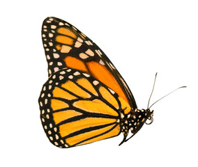 An orange-colored monarch butterfly, Danaus plexippus, is sitting with wings closed. Isolated on white background