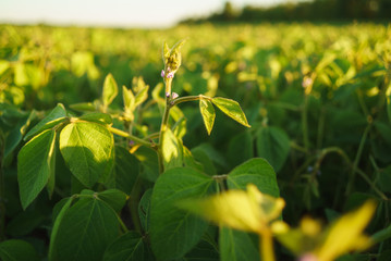 field of soybeans at sunset