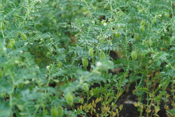 chickpea green field