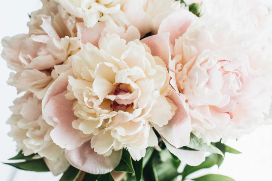 Closeup of pink peony flowers on white background.