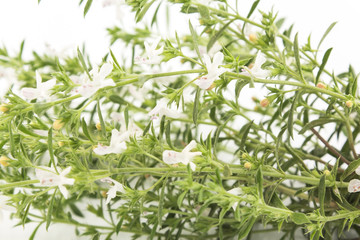 Summer Savory , Satureja Hortensis, on White Background