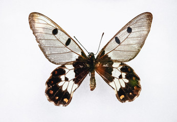 Obraz premium Zamknij się na Cressida cressida - Clearwing Swallowtail motyl na białym tle