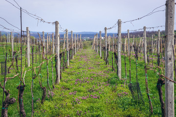 Fototapeta na wymiar Fields in Sidleny Wine Cellars near small town Milotice, Czech Republic
