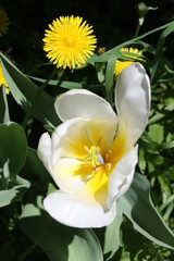 White tulip 1