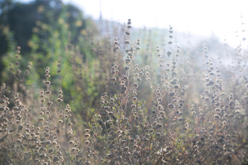 Flora in the sunlight