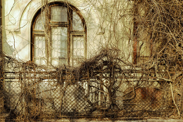 Haunted house/Old house exterior and metal fence with intertwined ivy all over on a late winter afternoon.