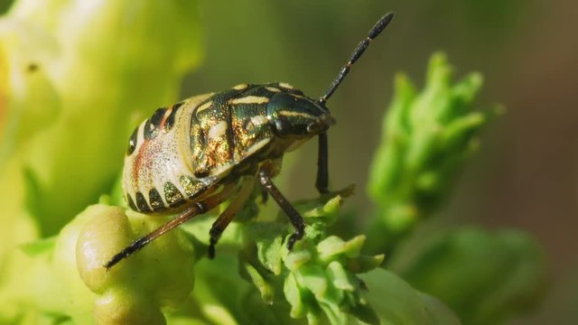 Insect bug Pentatomidae (Troilus luridus) sits on the yellow flower of Linaria vulgaris. Macro footage.