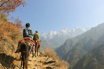 Father and son riding donkeys on the path of the Tiger Leaping Gorge, Yunnan province, China. Dangerous cliff edge, hiking concepts