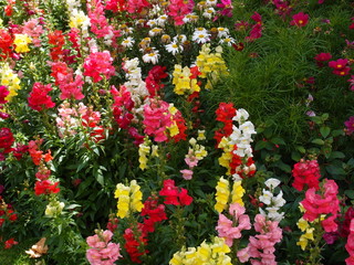 Fototapeta na wymiar Bright colorful summer flowers 