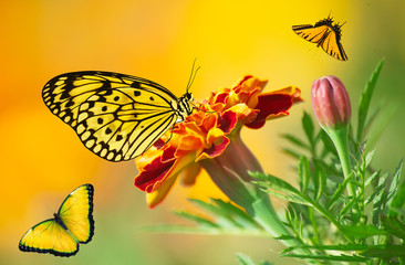 White, yellow and orange butterflies fly and sit on a mahogany flower of Mexican marigold. Paper kite butterfly, blue morpho turned to ochre, and two-tailed swallowtail. Warm gradient background