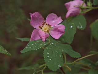 Obraz premium Raindrops on Flower