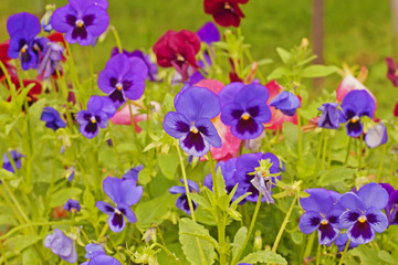 Colorful Pansy flower in a spring garden. he garden pansy is a type of large-flowered hybrid plant cultivated as a garden flower. Some of these hybrids are referred to as 