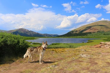 Husky in front of alpine lake in Colorado.
