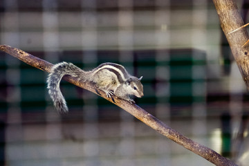 Striped Asian Siberian chipmunk (Latin Tamias sibiricus) rodent of the squirrel family in zoo area. Eastern Chipmunk sitting on wooden brunch. Photo throught metal cage. Selective focus, copy space.