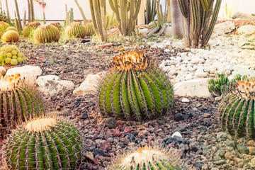 Focused big round cactuses on the garden background. Exotic plants, different kinds showing the huge cactus diversity in different forms, sizes and lengths. Copy space.