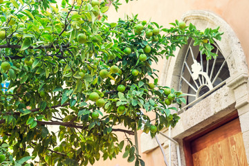 Fototapeta na wymiar Close up lemon tree with unripe green fruits near vintage building in the city landscape. Exterior details of Tel Aviv. Selective focus, copy space.