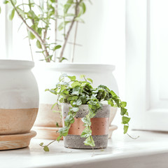 Interior of kitchen garden plants with different ceramic and concrete pots on the window sill. Close up of stylish home garden. 