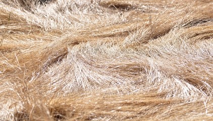 Picture of Grasses