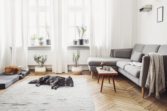 Stylish interior of living room with small design table and sofa. White walls, plants on the windowsill. Brown wooden parquet. The dog sleep on the carpet.