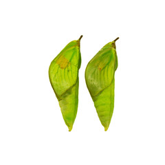 Two green pupae of the white angled-sulphur butterfly, Anteos clorinde, isolated on white background. Pupae is a stage between caterpillars and butterflies. Side view. Forming butterfly wings are seen