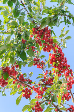 Berry of ripe cherry hanging on the branch of a tree in summer