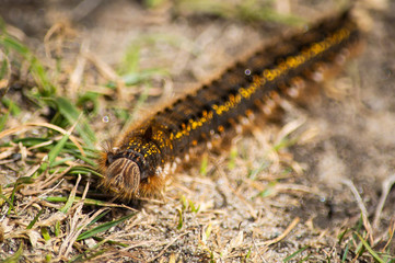 A hairy caterpillar with an unusual face